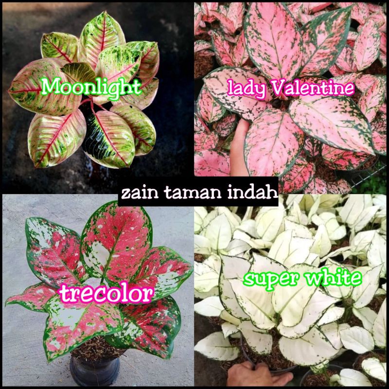 PAKET PROMO Tanaman hias Aglaonema - Moonlight - Lady valentine - trecolor - super white - aglo