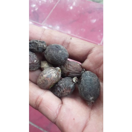 biji palem botol