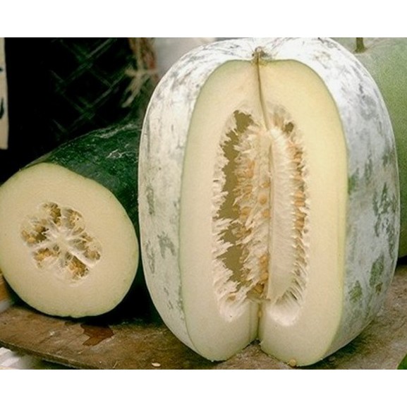 Benih MELON BELIGO (isi-3) Kundur Biji Buah