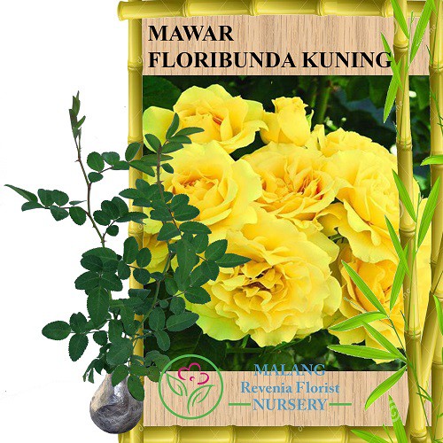 Tanaman Mawar Floribunda Kuning