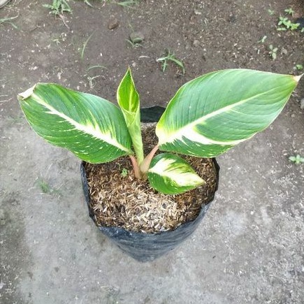 Tanaman Hias Pisang Varigata kuning
