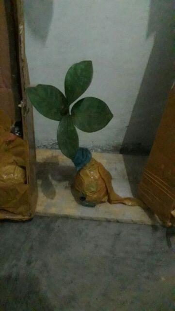 #! Bibit Buah Manggis Okulasi - Cepat Berbuah A1