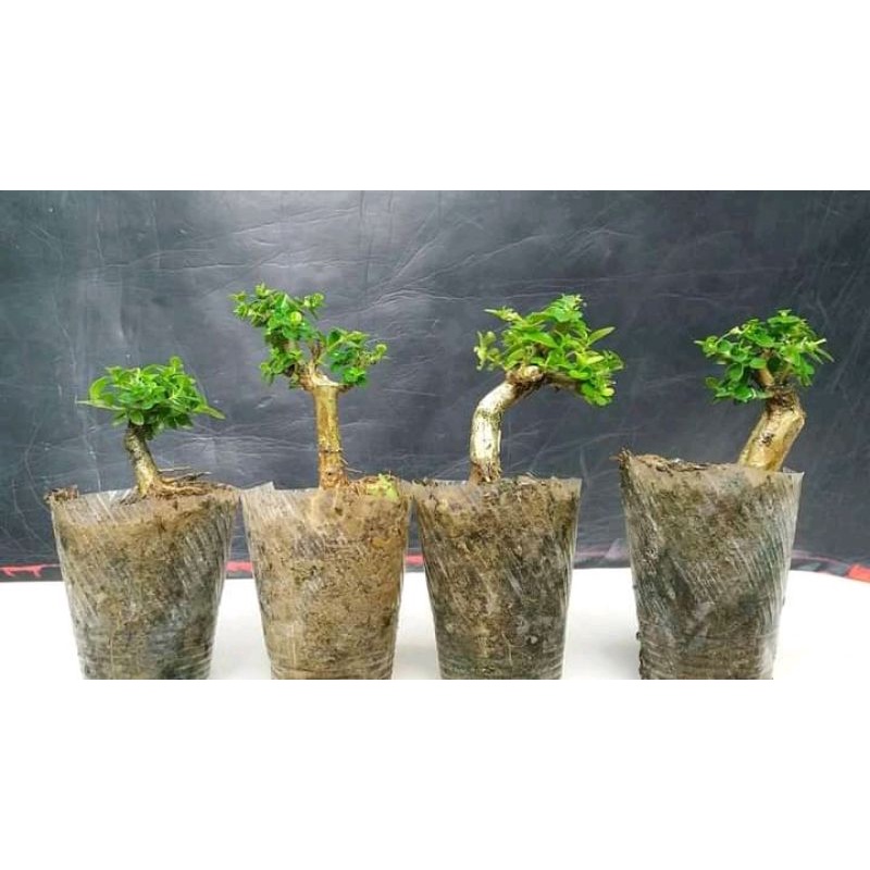 BONSAI SANCANG MAME HIDUP 18k