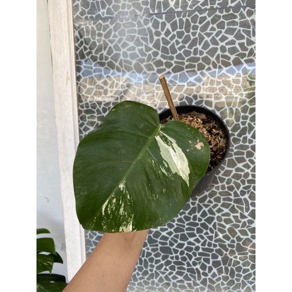 monstera varigata 1 daun 1 tunas