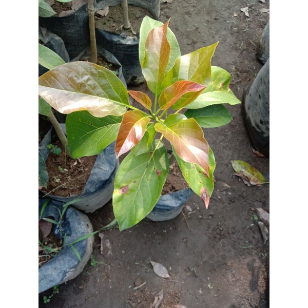 tanaman buah alpukat red Vietnam