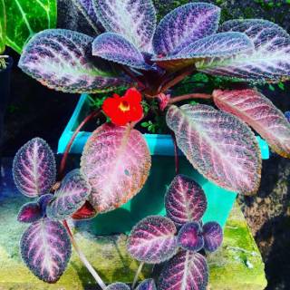 PROMO Tanaman hias 4 episcia tanaman bunga gantung begonia PROMO Tanaman hias 4 episcia tanaman bunga gantung begonia