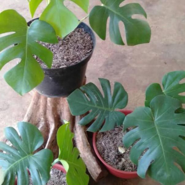 Restok Lagi Tanaman Hias Monstera Giant King Netfâ±¥yer Shopee Indonesia