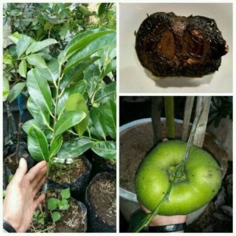 bibit tanaman buah black sapote jumbo okulasi