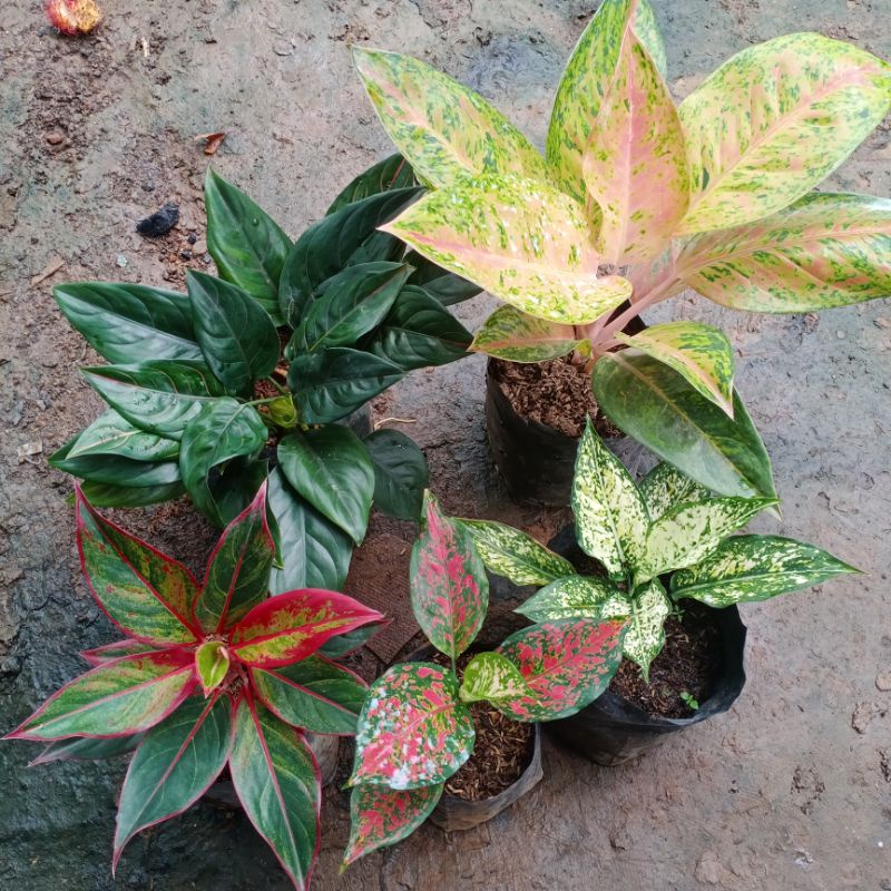 paket 5 bunga aglaonema