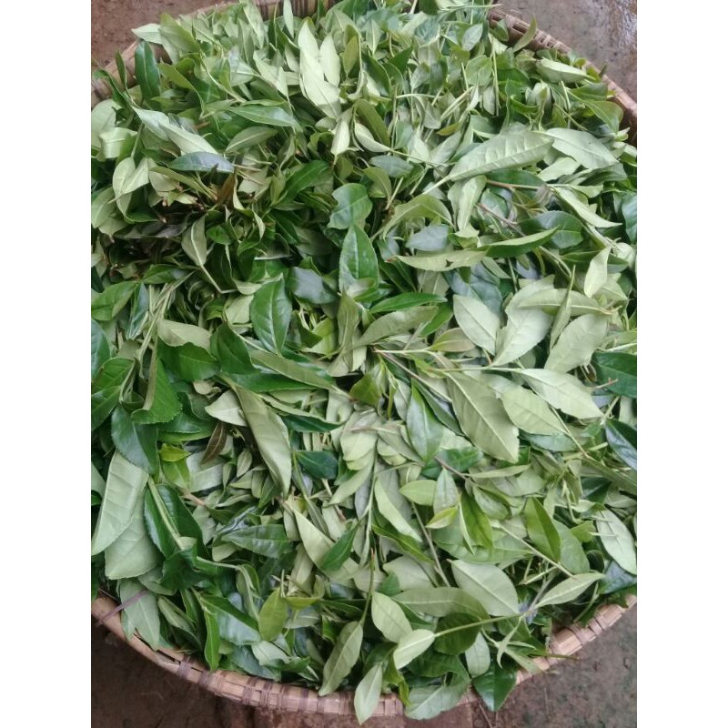 

pucuk daun teh segar 1kg