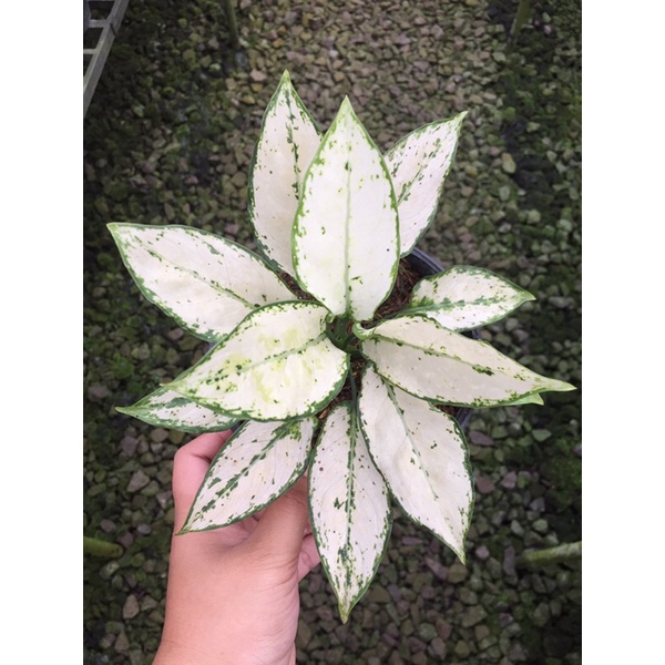 Aglonema Siam Paragon