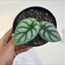 ALOKASIA DRAGON SILVER - tanaman daun alocasia silver - alokasia silver dragon bergaransi