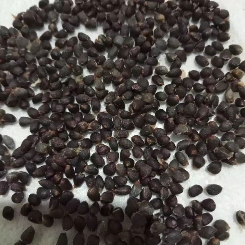 

Biji Honje Merah Super Siap Semai 250gr