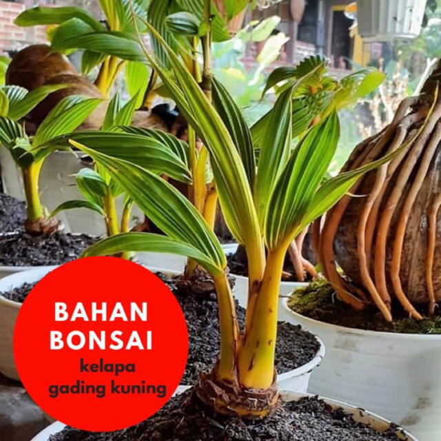  Bahan bonsai kelapa  gading kuning tinggi 70cm up Shopee 