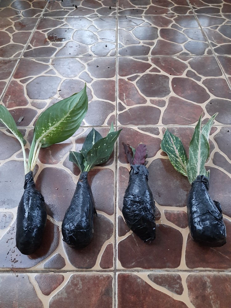 Aglaonema Butterfly - Bibit Aglaonema - Aglaonema - Aglonema Butterfly - Agonema - Bibit Aglonema