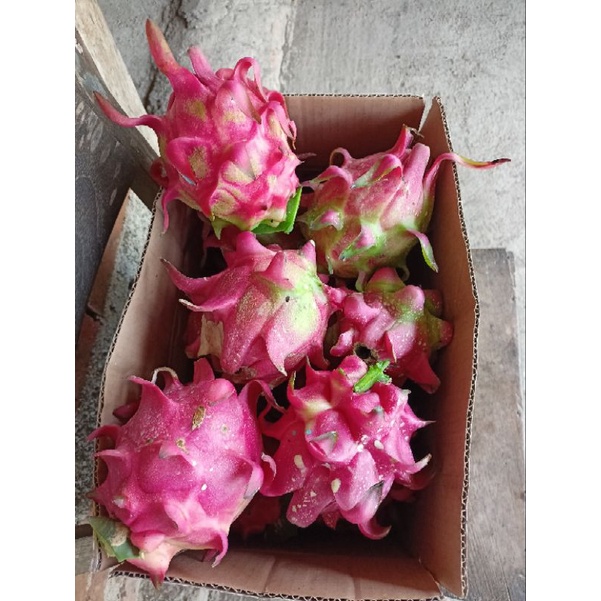 

buah naga