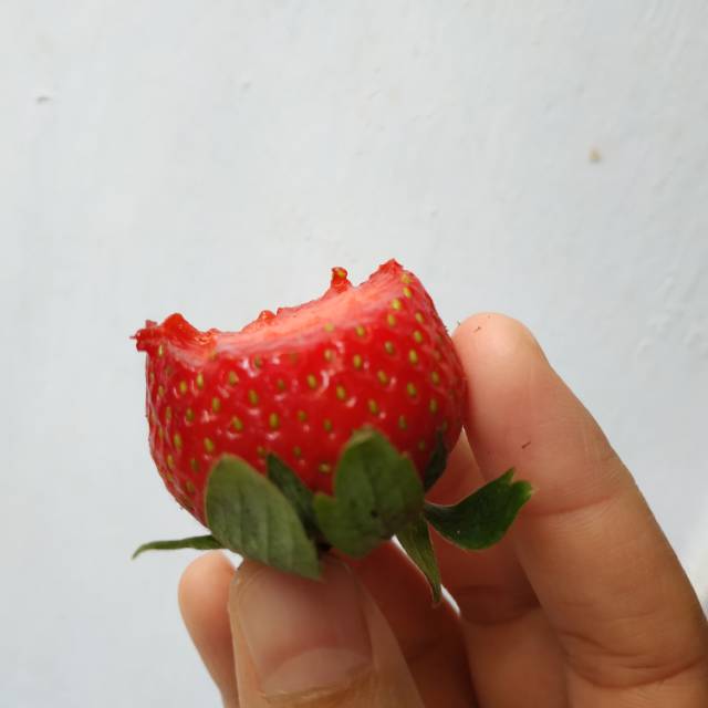 egalisnawatisuprapto