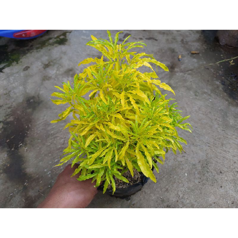 tanaman hias brokoli kuning rimbun cantik