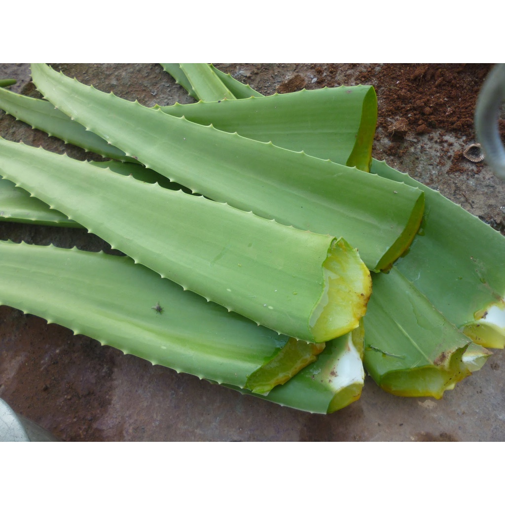 

Pelepah Lidah Buaya / Batang Daun Aloe Vera Jumbo Pontianak (Aloevera)