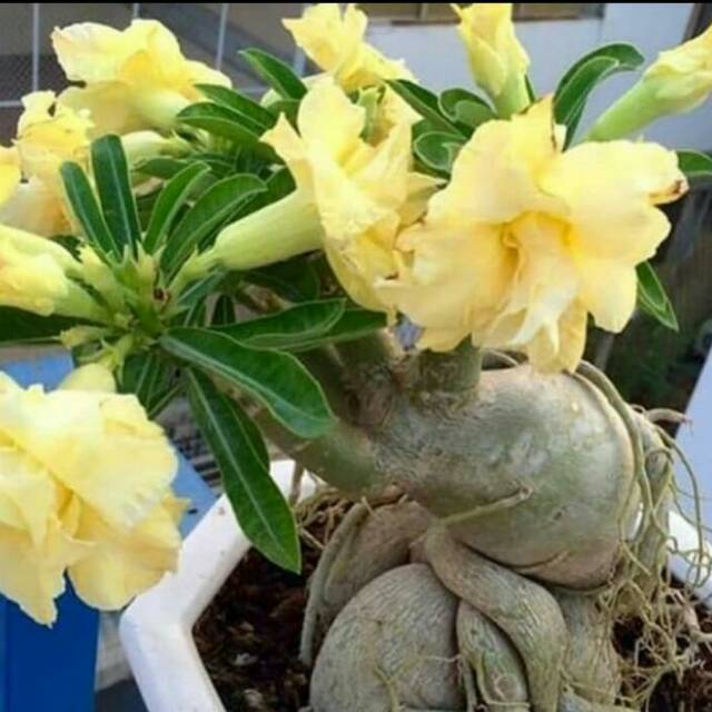 Bibit tanaman Adenium bunga kuning bonggol besar kemboja jepang bonsai