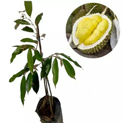 Bibit Durian montong (BISA COD)5batang