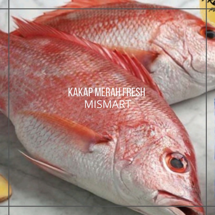 

IKAN KAKAP MERAH - 900-1100gr - 900-1100gr