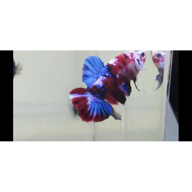 REAL PICT & VIDEO BETTA CUPANG PLAKAT KOI CANDY NEMO MULTICOLOUR FANCY JANTAN