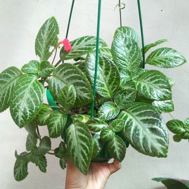 Tanaman Hidup Gantung Hias Episcia Green Bunga Merah Tanaman Murah