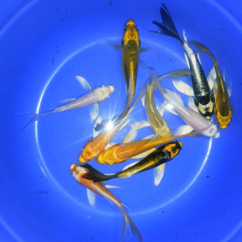 Ikan Hias Koi Metalik Slayer Kumpay