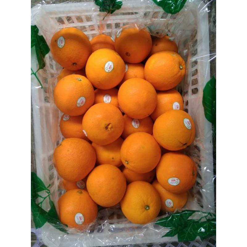 Jual Buah Jeruk Sunkist Navel Oranges Per Kilogram Shopee Indonesia