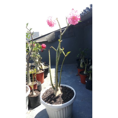 adenium ORI Tumpuk Triple pink moon size D