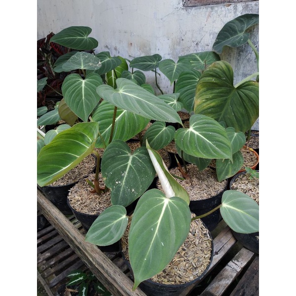 

philodendendrun gloryosum