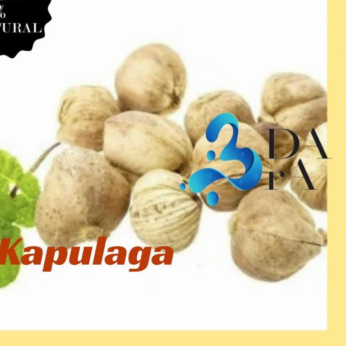 

Update! Kapulaga Jawa 500gr - Kapulaga Lokal Asli Tanpa Campuran