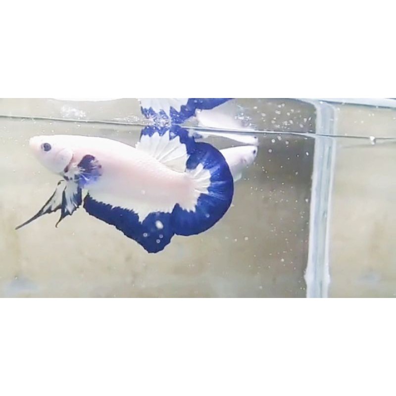 bahan Blue rim top grade