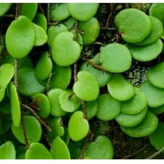 

daun sisik naga herbal 100 gram