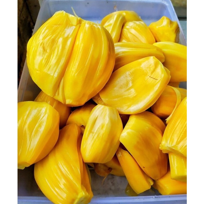 BUAH NANGKA KUPAS MANIS 1KG