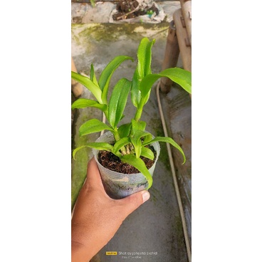 dendrobium king dragon red