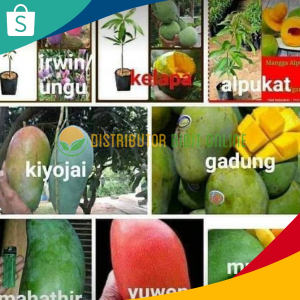 Paket Hemat Isi 8 Bibit Mangga (Irwin Kelapa Alpukat Kiojay Gadung Mahatir Yuwen Manalagi) bibit oku