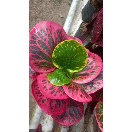 Tanaman Hias Bunga Puring Apel Merah APEL BUSARIN SUPER