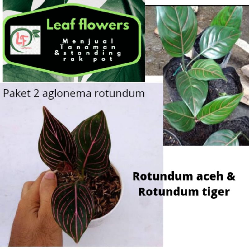 2 paket aglonema rotundum, rotundum aceh & rotundum tiger