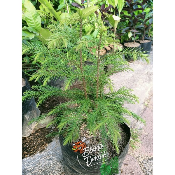 CEMARA PENTRIS (cemara Norflok)