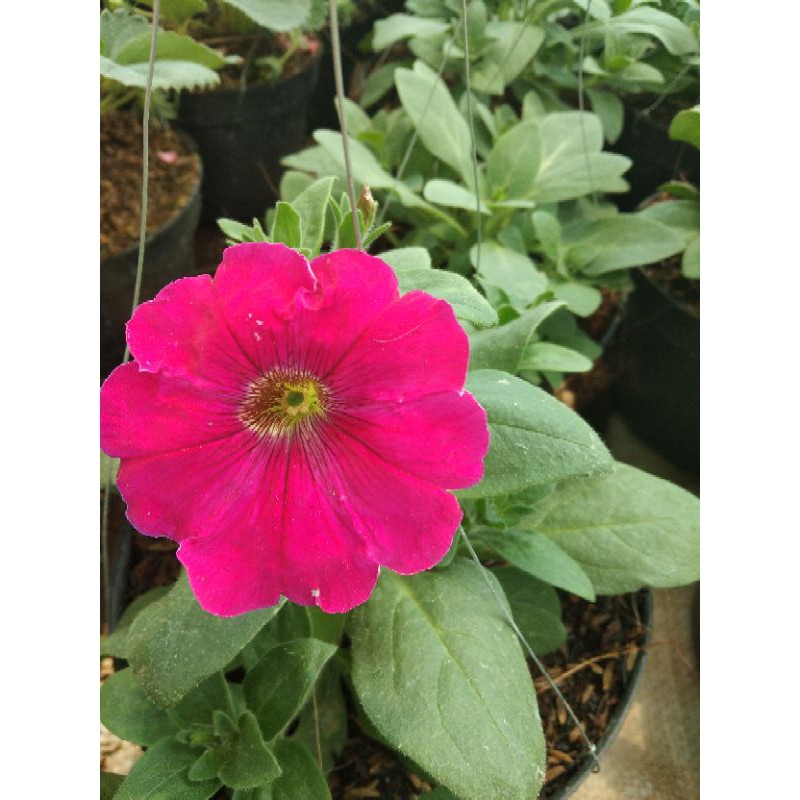 Tanaman Hias Petunia Pink/Tanaman Bunga Gantung Petunia Pink