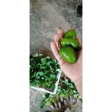 

500gr cabe gendot bandung