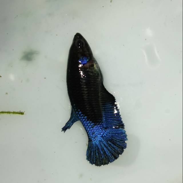 Ikan Cupang Betina Avatar Blue Black Light Shopee Indonesia