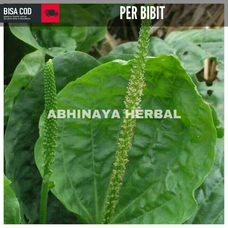 

bibit tanaman daun sendok atau kiurat per batang
