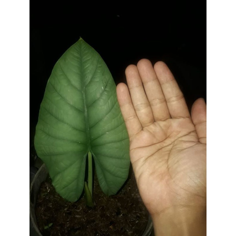 alocasia regina