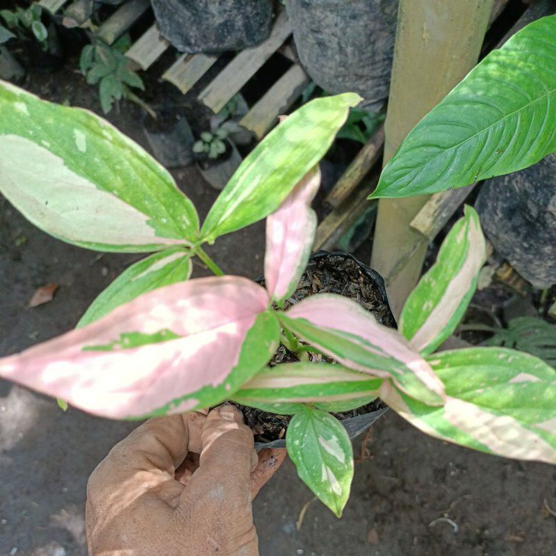 singonium pink splash   promo...4.5 daun up