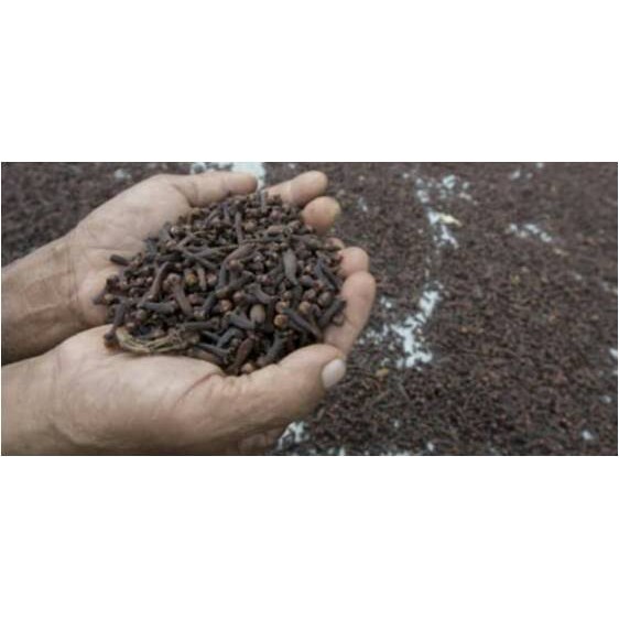 

Rempah Rempah CENGKEH ( @ 500 Gram )