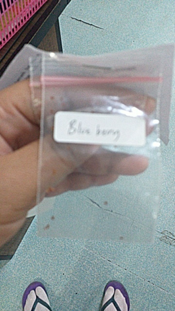 (isi 10 Butir)benih Blue Berry