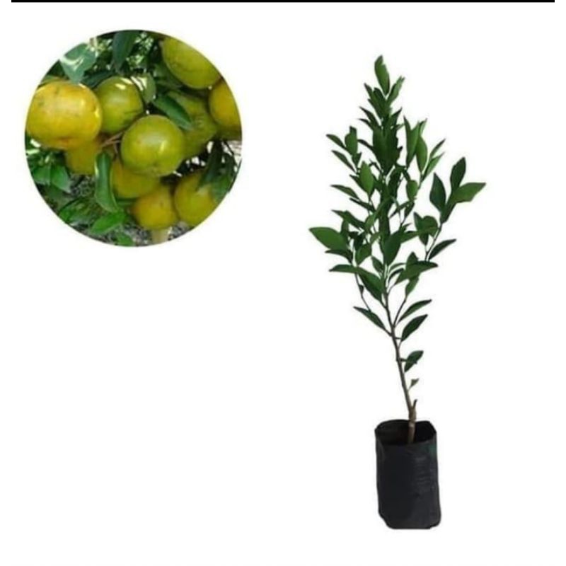 Lemon China (Ciu,Kip) Unggul